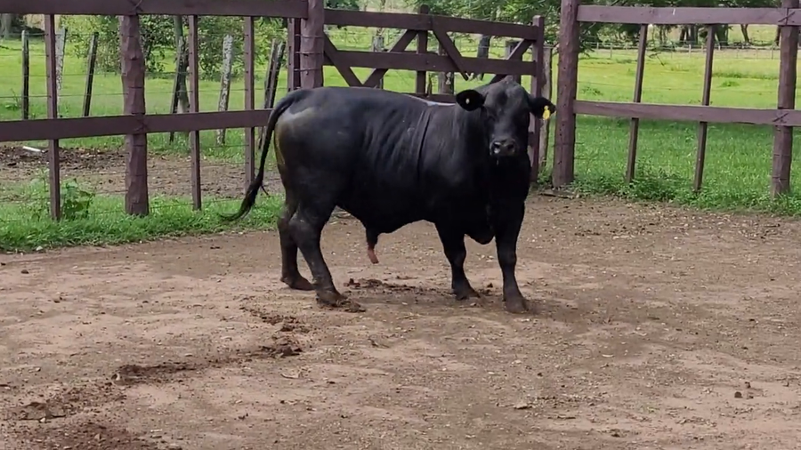 Lote Toros T. Brangus  Negro a remate en Remate de Reproductores, Asunción