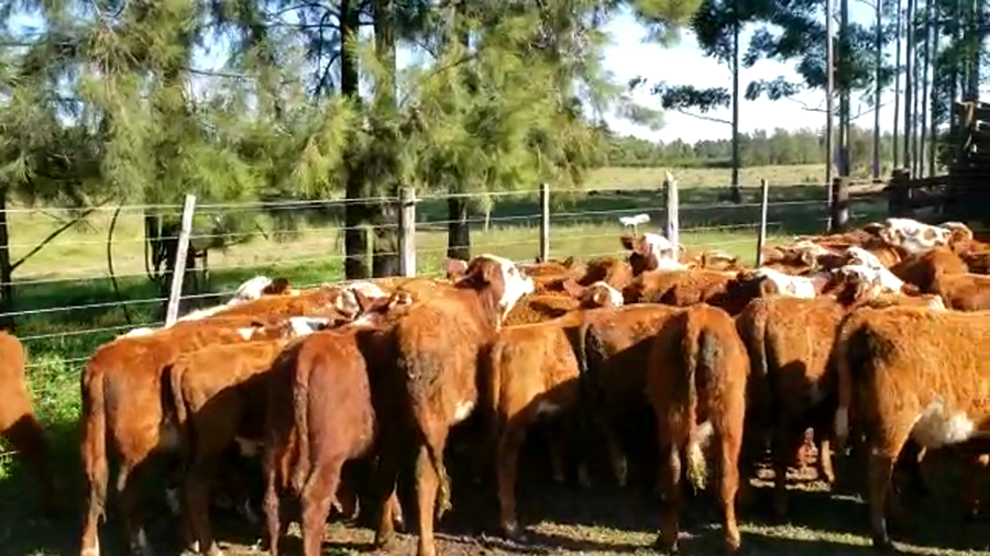 Lote 79 Terneros/as en Mte. Caseros, Corrientes