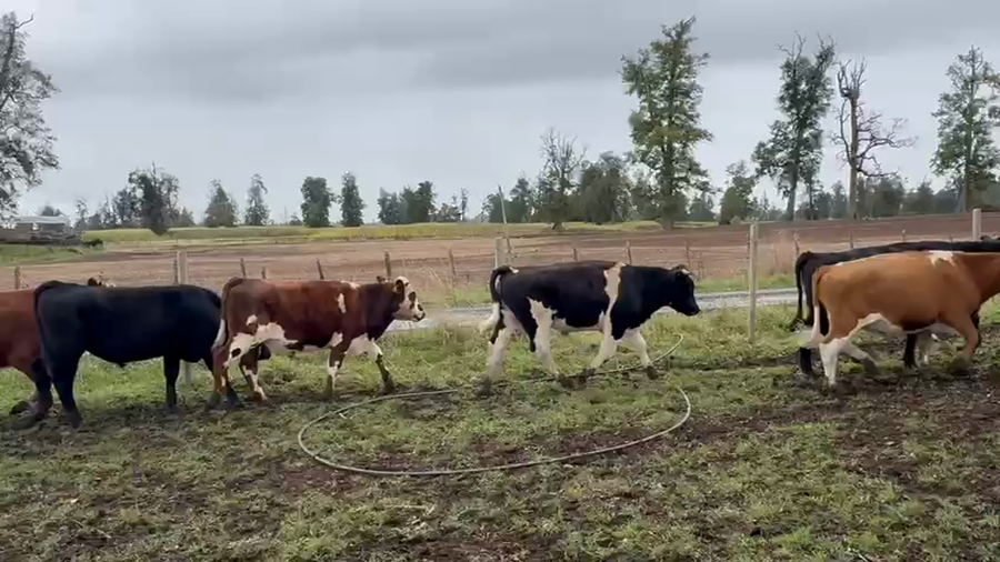 Lote 40 Novillo Engorda