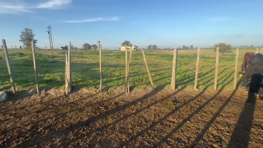 Lote 12 VAQUILLONAS