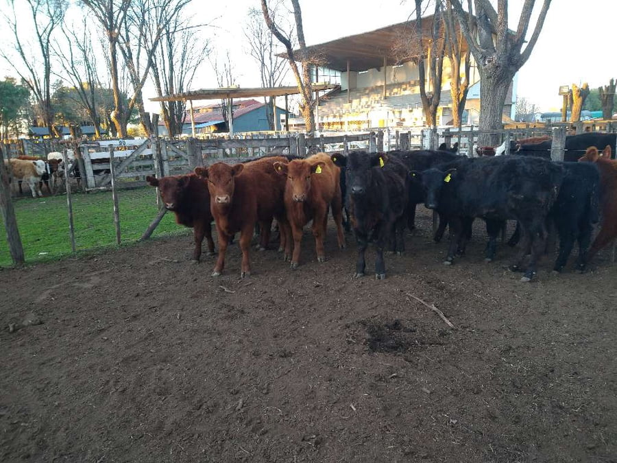 Lote 12 Terneras en Gral. Lamadrid, Buenos Aires