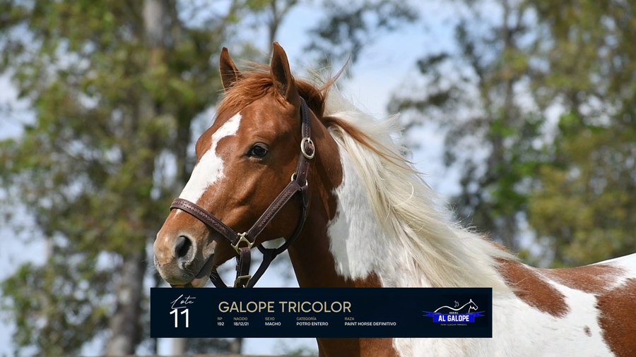 Lote GALOPE TRICOLOR