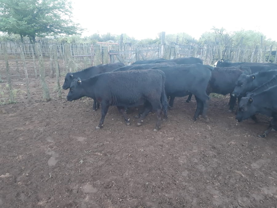 Lote 75 Terneros 150kg - , Mendoza
