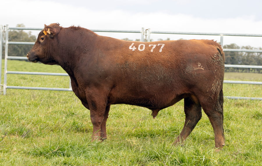 Lote ABERDEEN ANGUS SA - Angus COLORADOS
