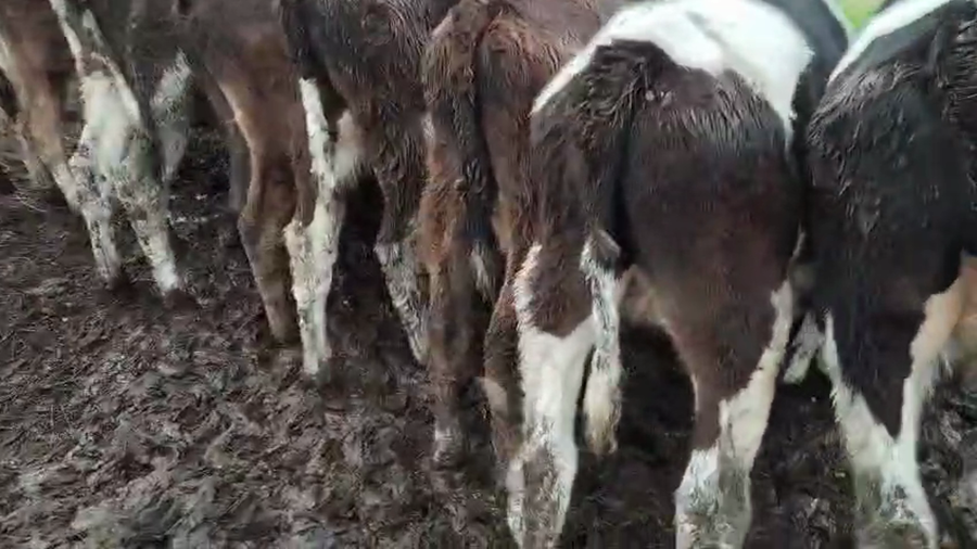 Lote 9 Terneros a remate en Pantalla Aniversario - Escritorio Camy, San José