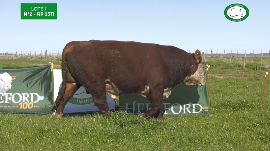 Lote Toros Polled Hereford Puros Registrados. Las Nazarenas