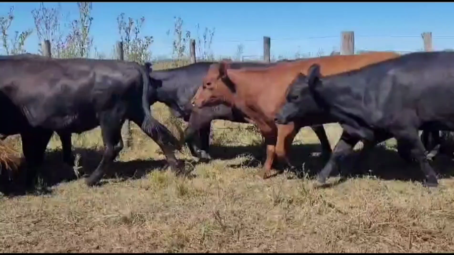 Lote 50 Novillitos y vaquillonas