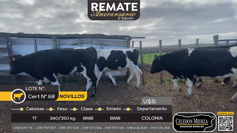 Lote 17 Novillos en Ruta 22 a 23 km de Tarariras, Colonia