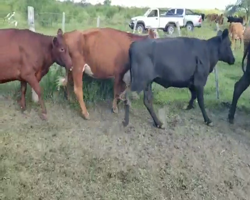 Lote 35 Vacas de invernar en Villaguay, Entre Ríos