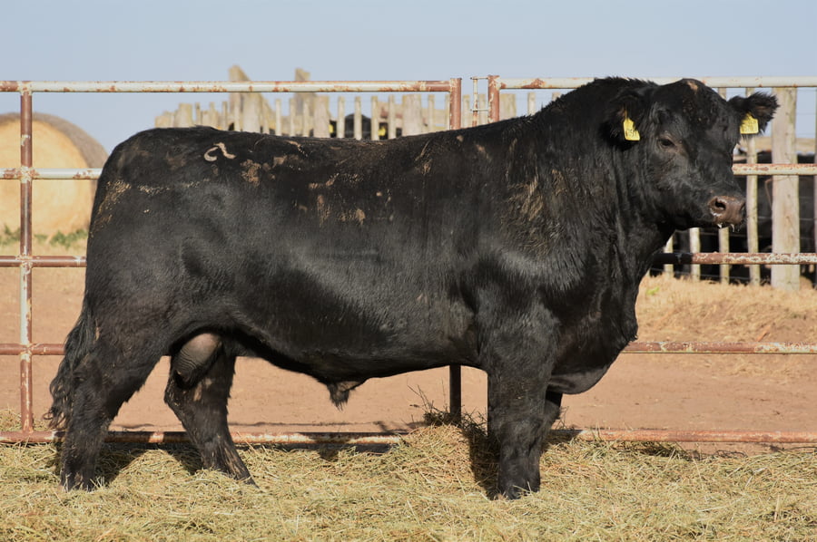 Lote TOROS (Corral 16)