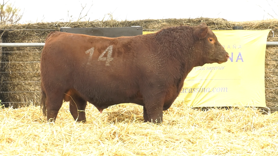 Lote TOROS ANGUS PURO CONTROLADO