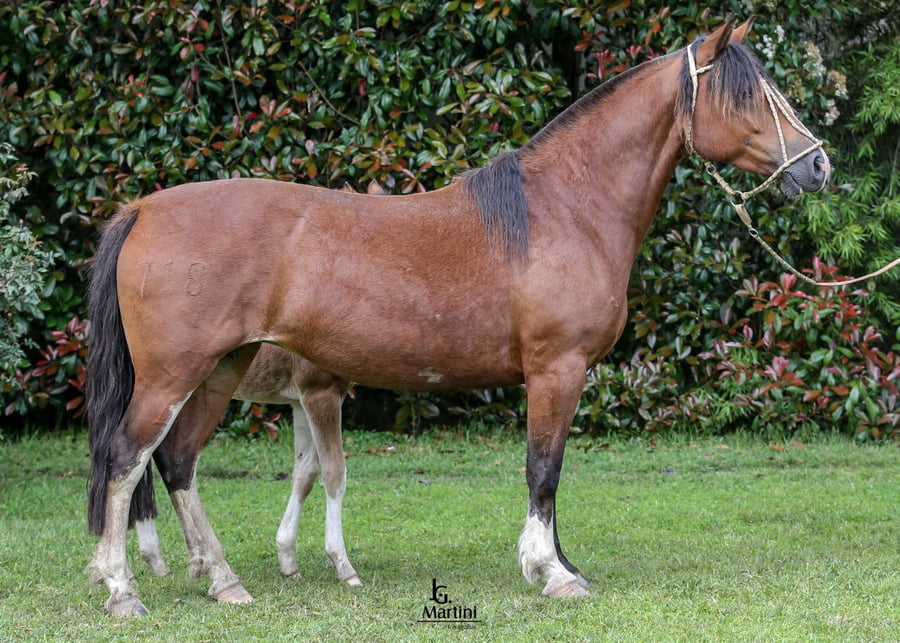 Lote Antonieta Caraguatá