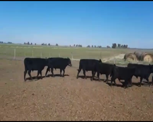 Lote 56 Terneros en Navarro, Buenos Aires