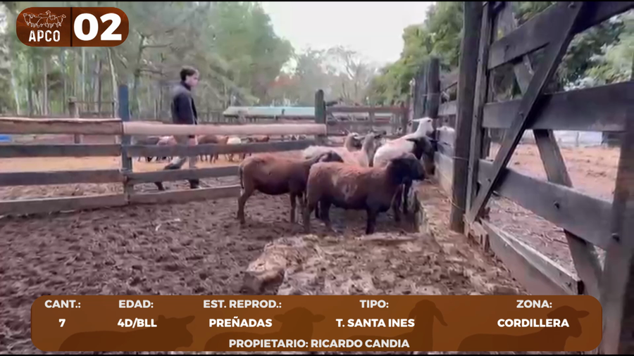 Lote LOTE 2 -POR PANTALLA
