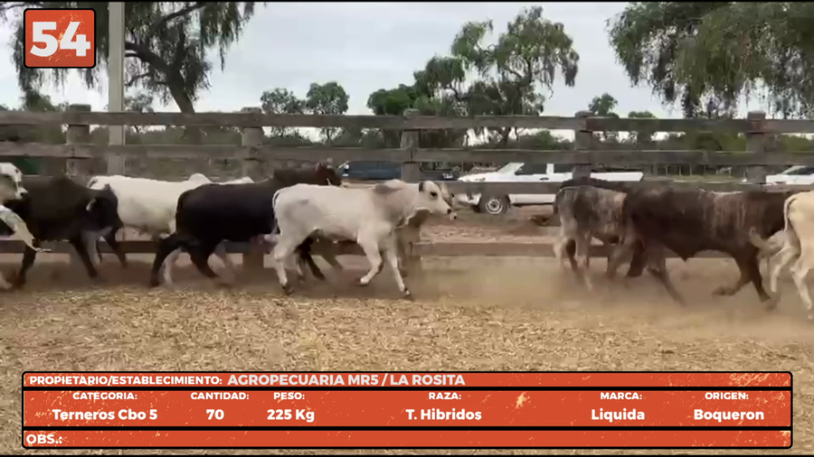 Lote LOTE 54