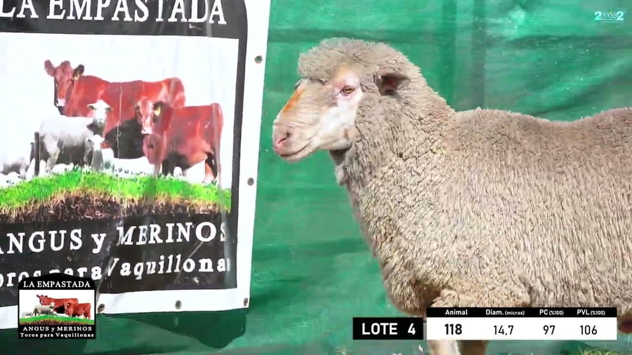 Lote 5 Carneros Merino Dohne a remate en 33º Remate Cabaña La Empastada, Durazno