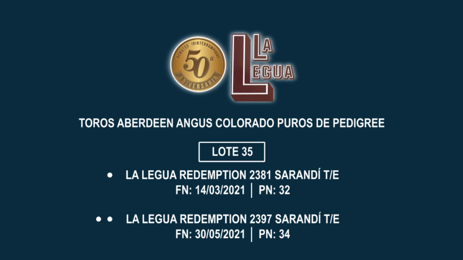Lote TOROS ANGUS PP