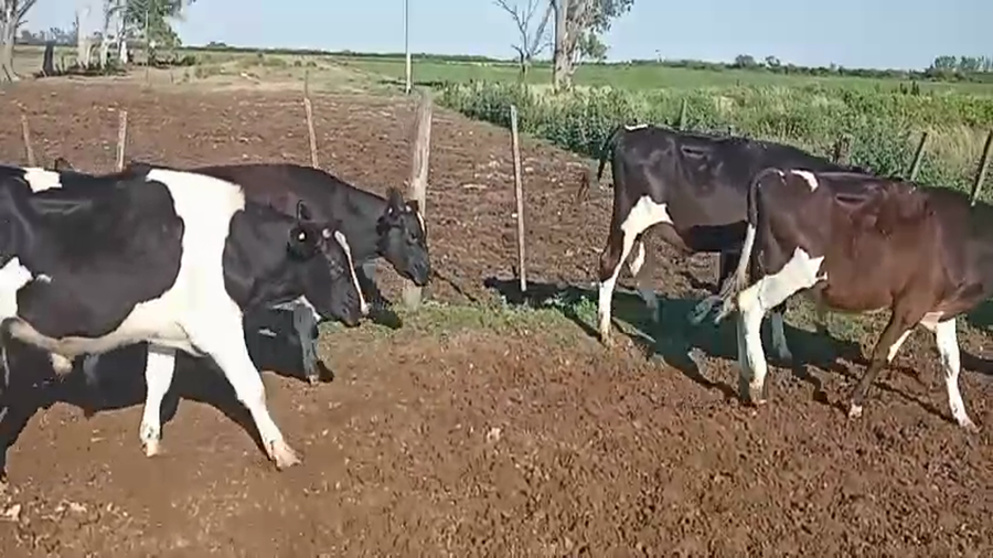 Lote 22 Terneros Holando Argentino en Tacural, Santa Fe