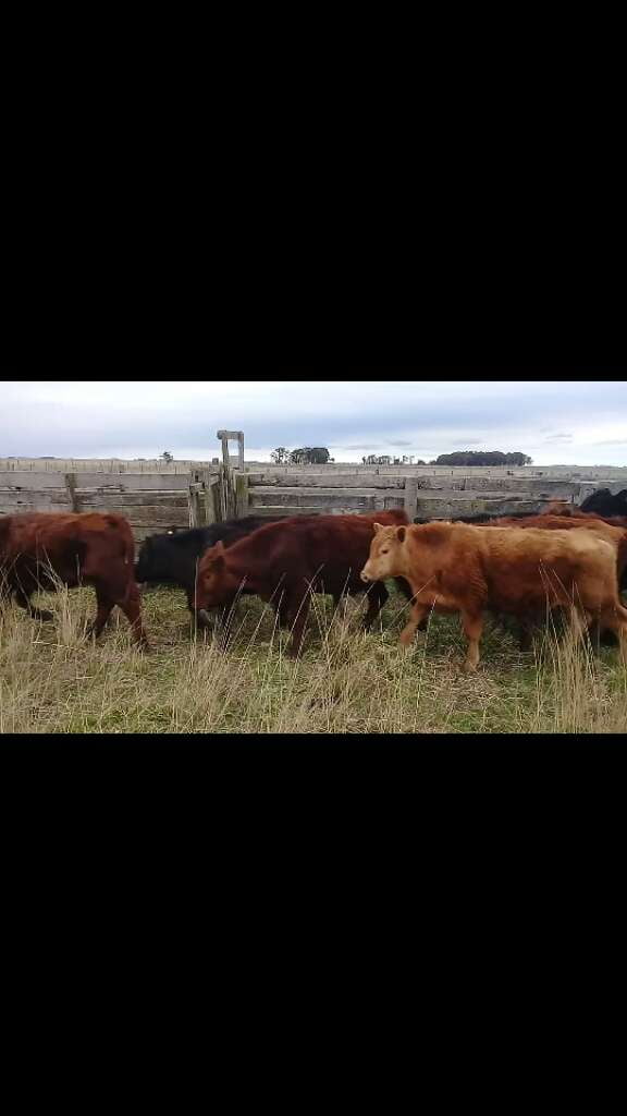 Lote 10 Novillitos y vaquillonas en Benito Juárez, Buenos Aires