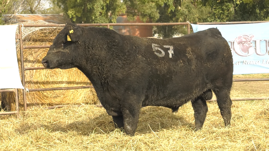 Lote TOROS ANGUS NEGROS  PC