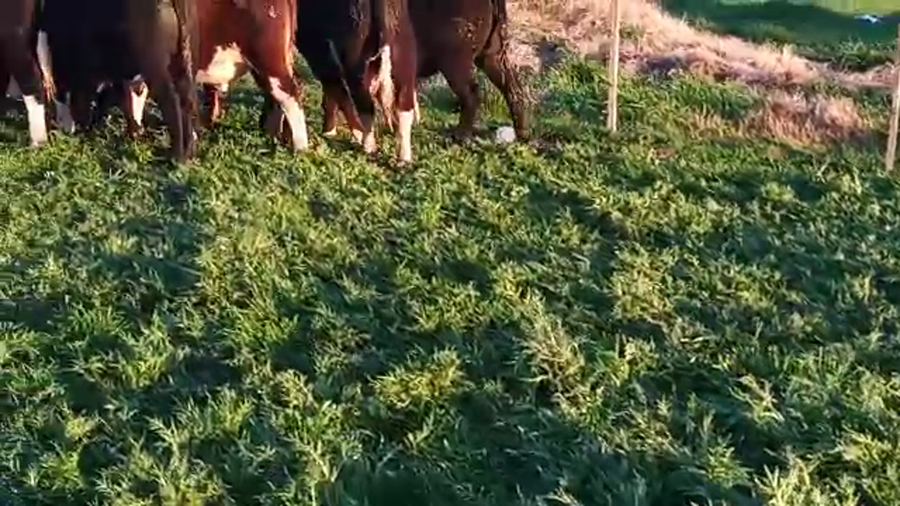 Lote 7 Novillos HEREFORD a remate en PANTALLA CAMY - SAN JOSE  1500 VACUNOS 280kg - , San José