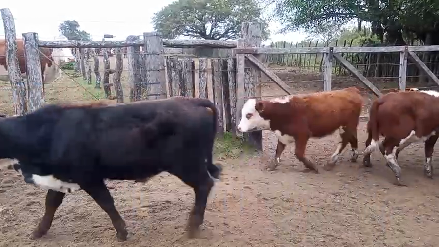 Lote 120 Terneros/as