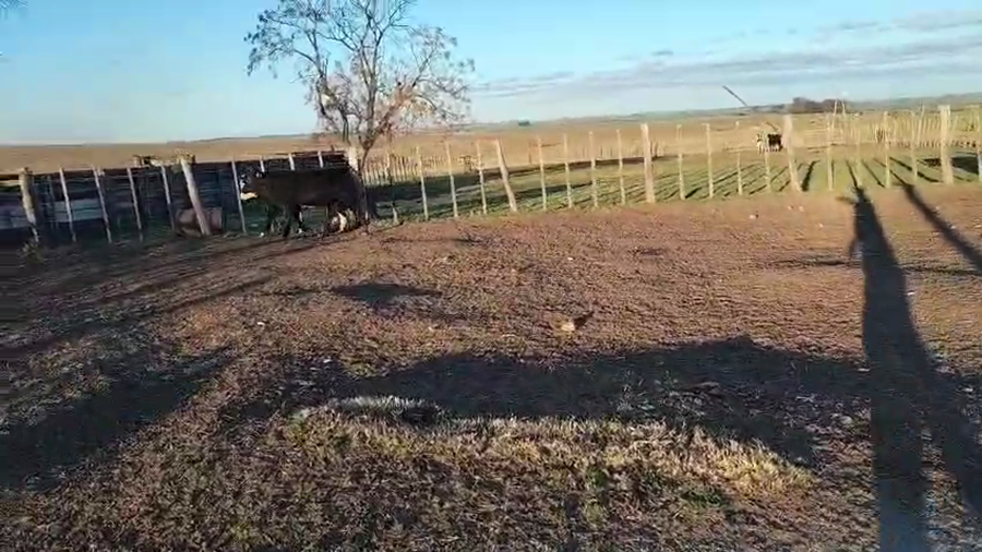 Lote 4 Terneros a remate en Pantalla Aniversario - Escritorio Camy, San José