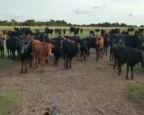 Lote 130 Terneros/as en Concepción, Corrientes