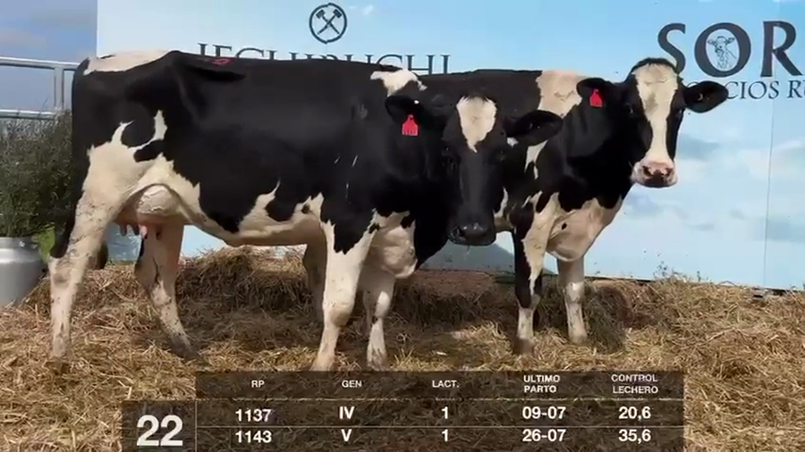 Lote VACAS EN PRODUCCIÓN