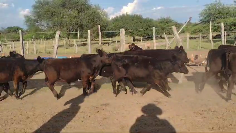 Lote 85 Terneros/as