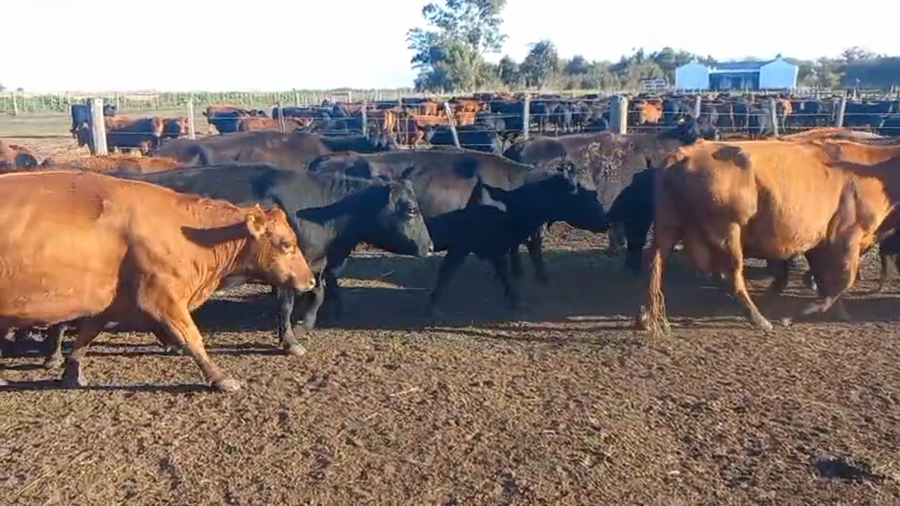 Lote 33 Vacas CUT PÑ en Olavarría