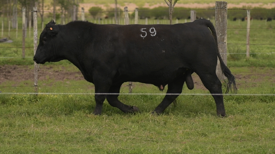 Lote Id 59