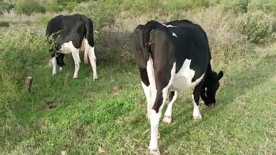 Lote 2 vacas holando