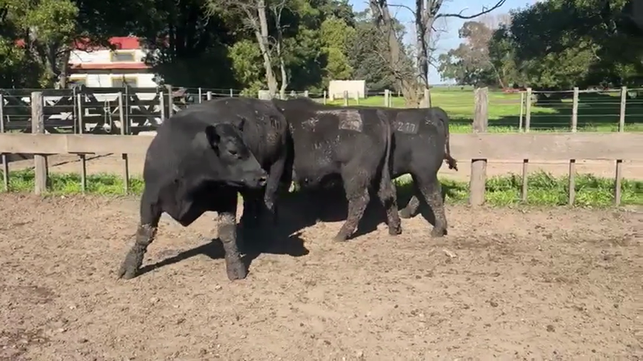 Lote TOROS PUROSCONTROLADOS SANTA MARTA
