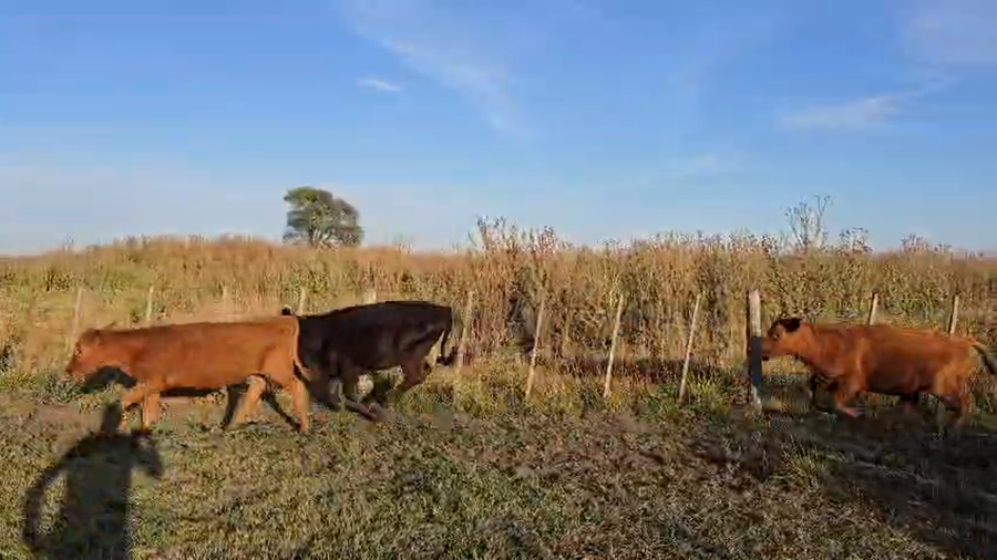 Lote 26 Terneros/as en Buenos Aires, Lezama