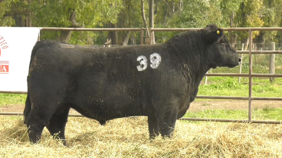 Lote TOROS ANGUS NEGROS  PC