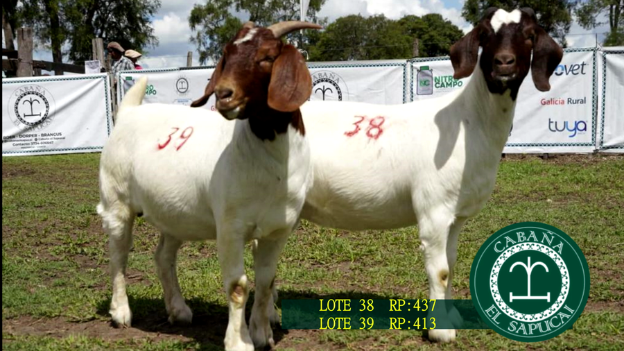 Lote RP 437 Y RP 413