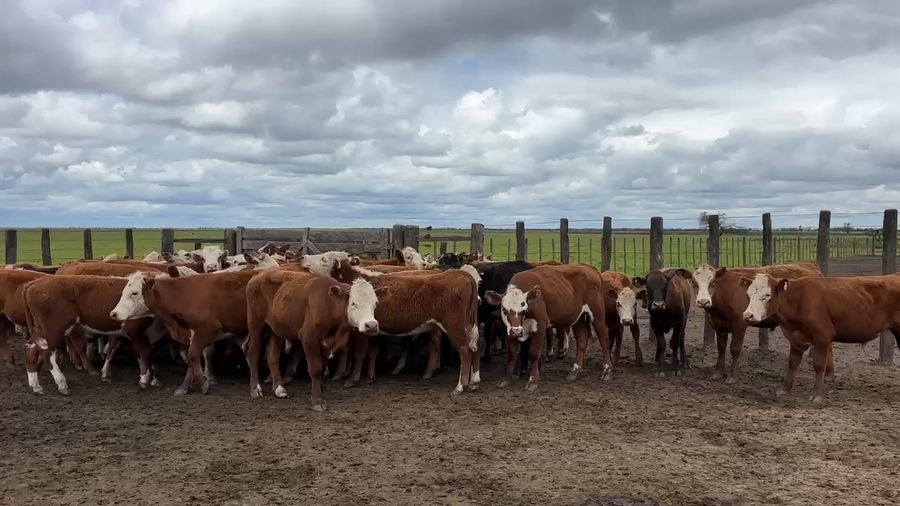 Lote 52 Novillitos