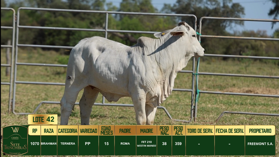 Lote LOTE 42