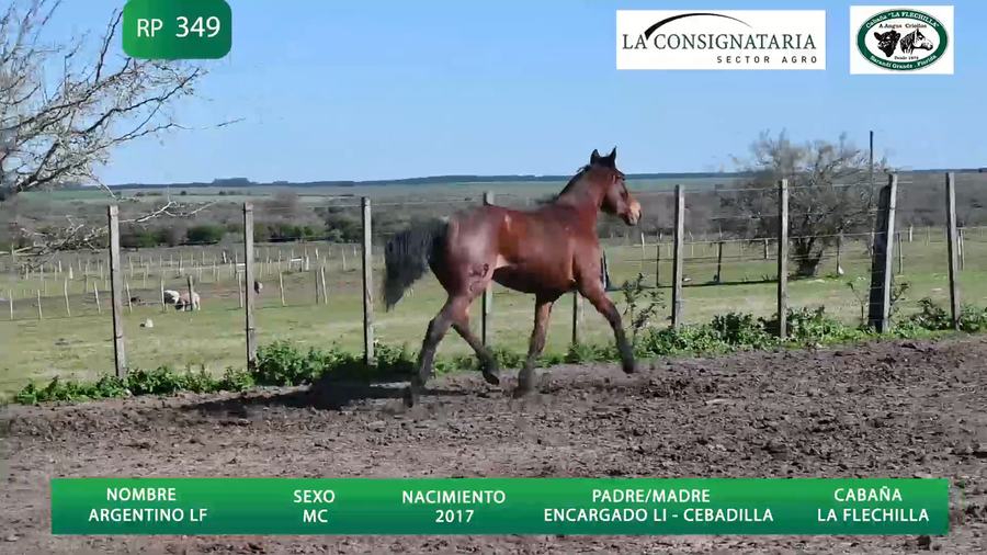 Lote Argentino LF