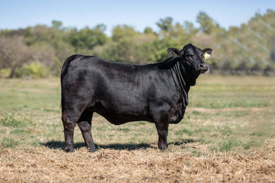 Lote Reproductores Altohondo - Lote 20