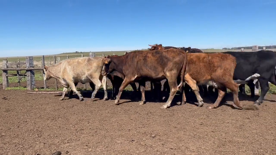 Lote Vacas preñadas