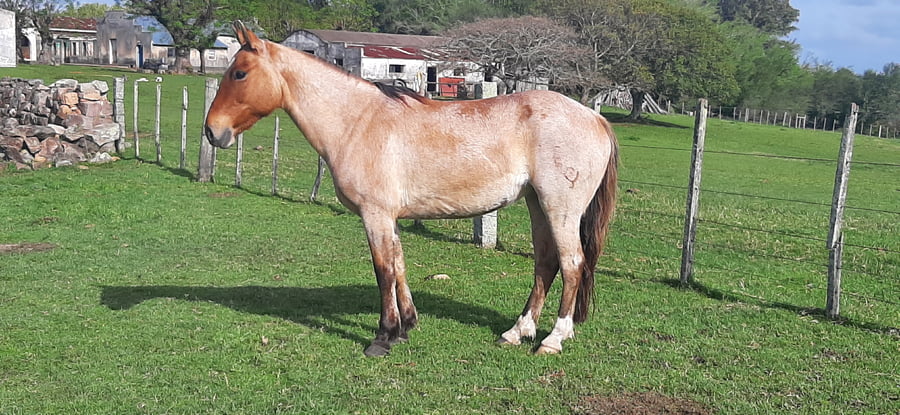 Lote Bolita Mojón (RP 550) - Cabaña El Mojón