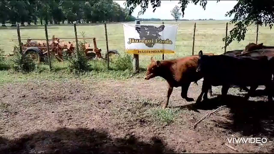 Lote 18 Terneros/as
