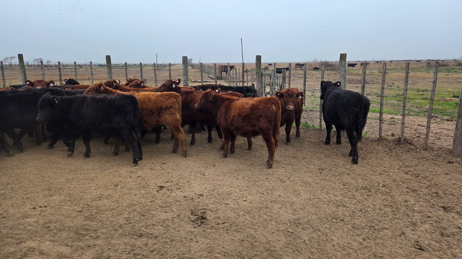 Lote 70 Terneros/as en Gral. Levalle