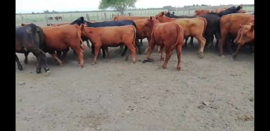 Lote 30 Vaquillonas en Villaguay, Entre Ríos