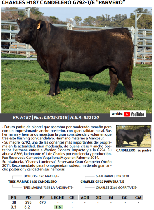 Lote TOROS PEDRIGREE