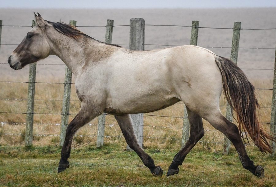 Lote MADRILENA VERDES MARES