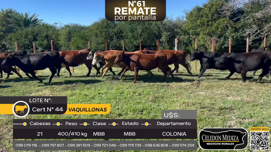 Lote 21 Vaquillonas  en Tarariras, Colonia
