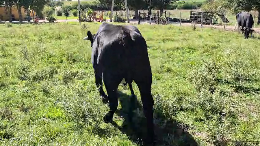 Lote 4 Novillos a remate en Pantalla Camy - Aniversario 31 Años, San José